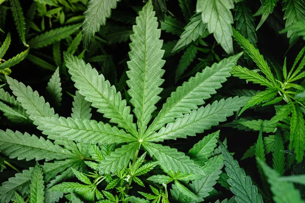 Cannabis Laef Herb Background — Stock Photo, Image