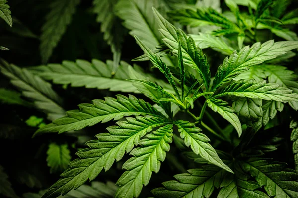 Esrar Laef bitki arka planı