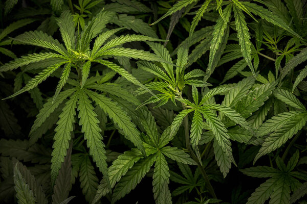 Трава конопли Laef фон