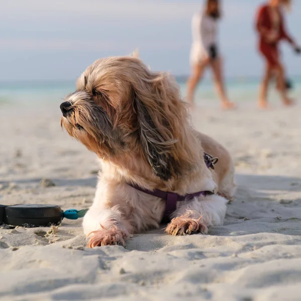 Отдых Пляже Собак — стоковое фото
