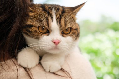 Evde kedisiyle birlikte çalışan genç Asyalı kadın..