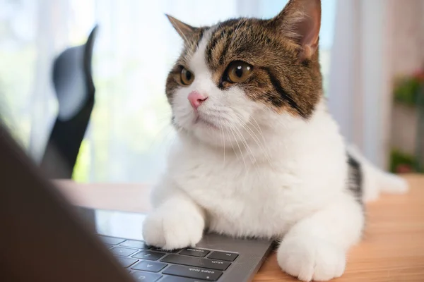 Young Asian Woman Working Home Her Cat Home —  Fotos de Stock