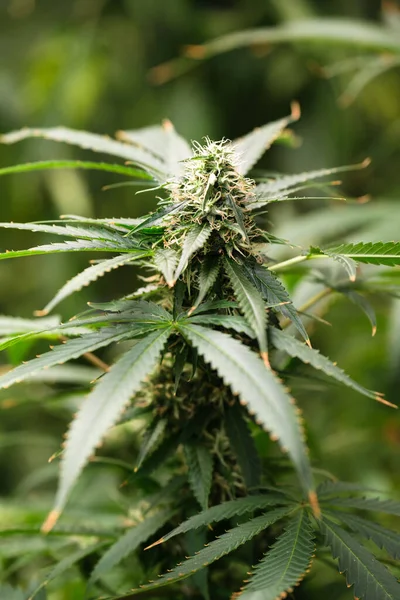 Primer Plano Flor Cannabis — Foto de Stock