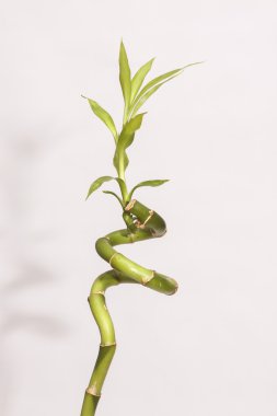 Bambu bir kavanoz içinde