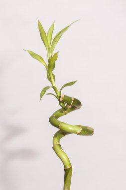 Bambu bir kavanoz içinde