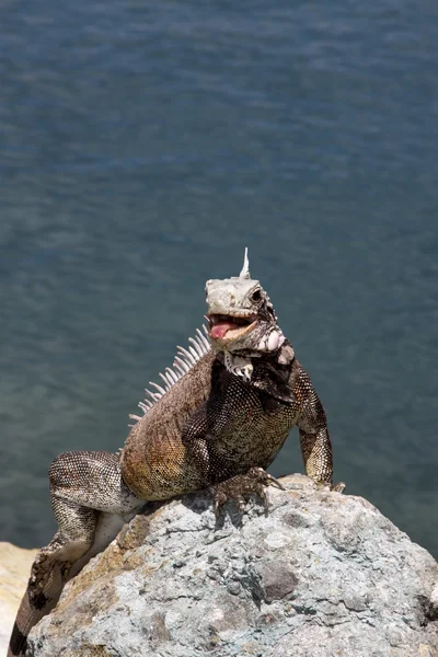 güzel iguana