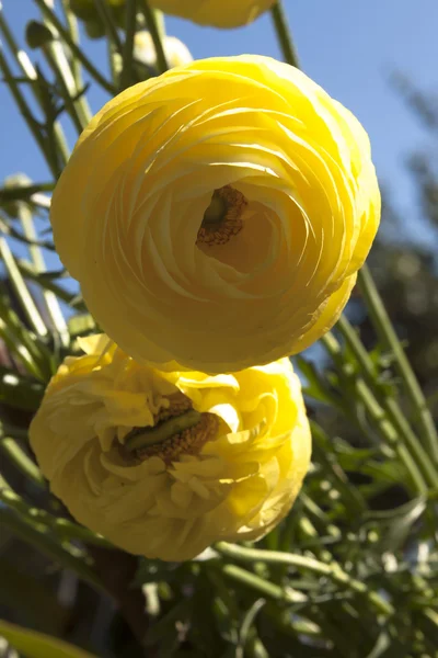 güzel yuvarlak sarı çiçek