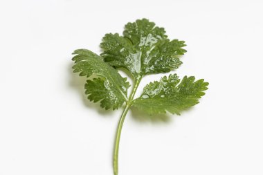 Yiyecek olarak bitkiler.