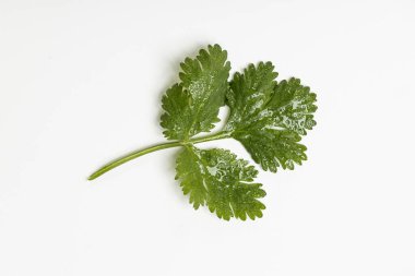 Yiyecek olarak bitkiler.