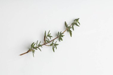 Yiyecek olarak bitkiler.