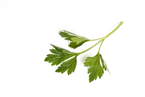 Bitkiler yemek için ot.