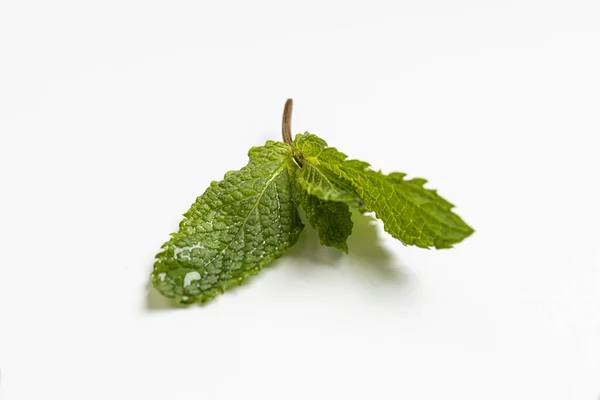 Bitkiler yemek için ot.