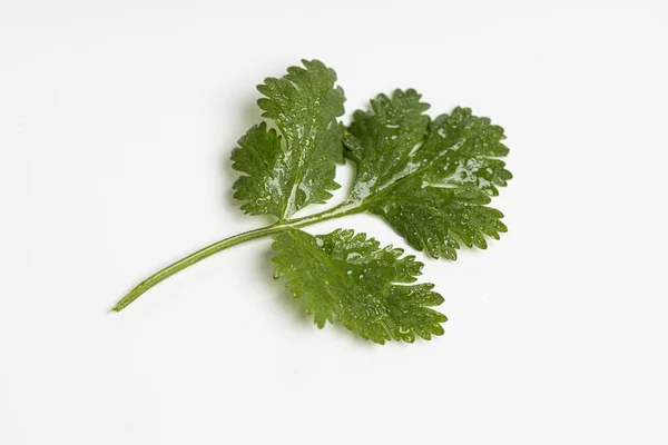 Yiyecek olarak bitkiler.