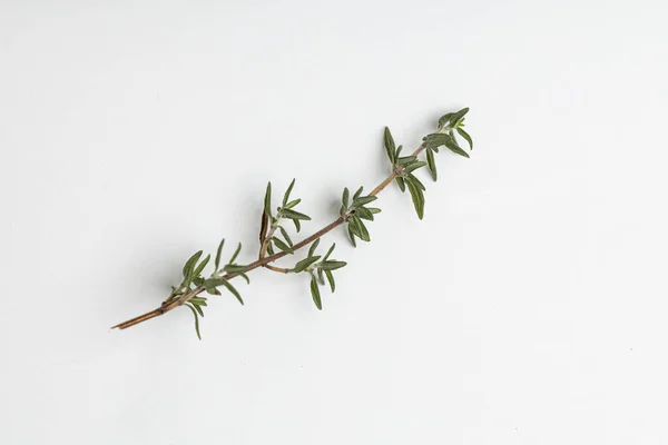 Yiyecek olarak bitkiler.