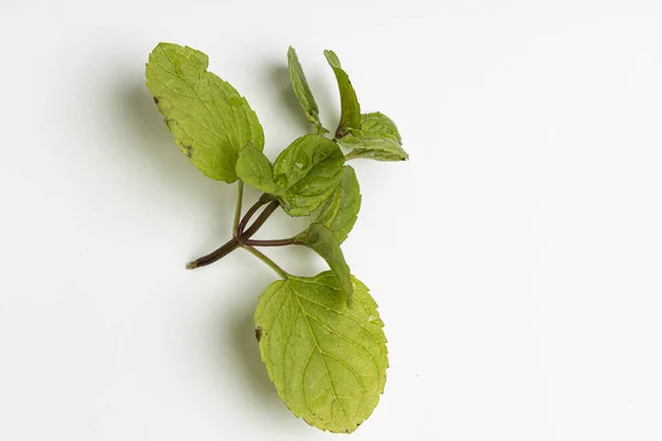Tanaman Herbal Untuk Makanan — Stok Foto