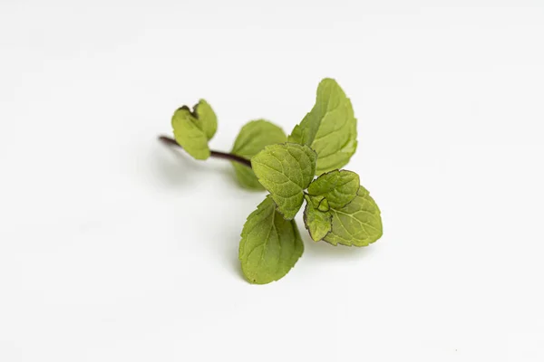 Tanaman Herbal Untuk Makanan — Stok Foto