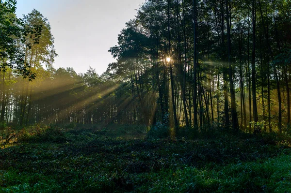 Orman ve güneş ışınları