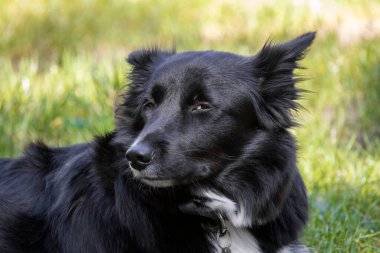 Komik sınır köpeği şüpheli ve gizemli görünüyor.