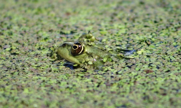 Goldenes Auge: Frosch. Flussfrosch. — Stockfoto