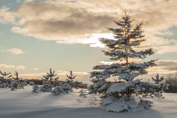 Tannenbäume bei Winteruntergang — Stockfoto