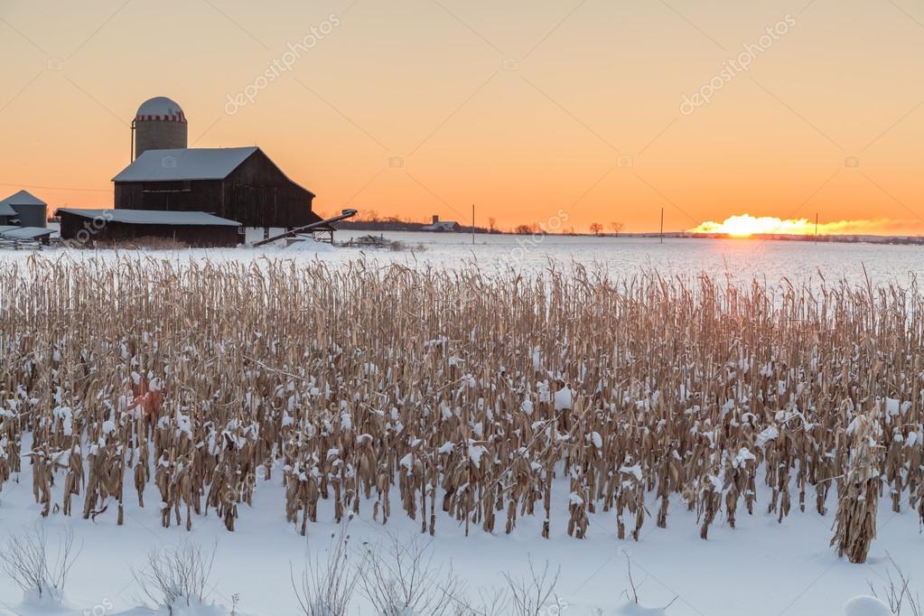 Winter Farm — Stock Photo © mlishansky 19475461