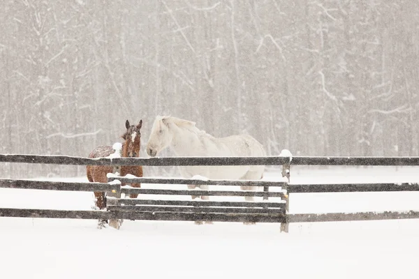 Two Horses on Snowy Day — Stock Photo, Image