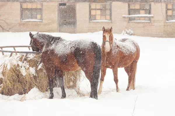 Horses on snowy farm — Stock Photo, Image