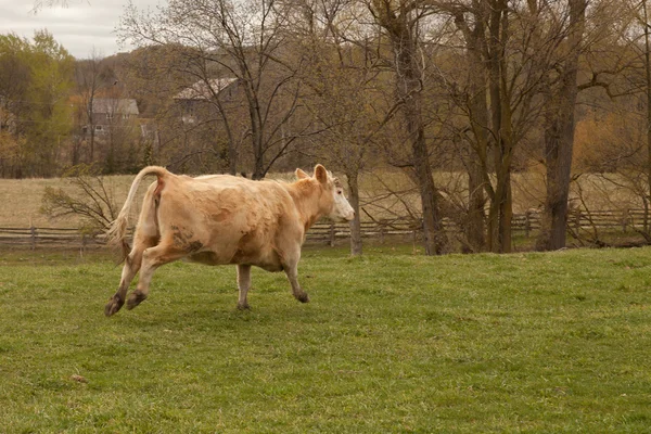 Vache en marche — Photo