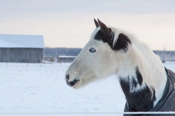 Blue Eye Horse — Stock Photo, Image