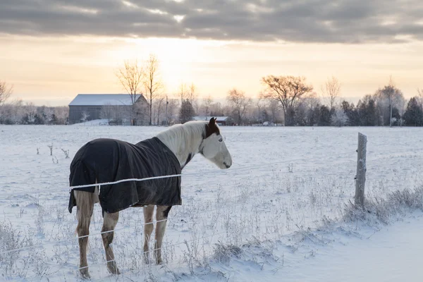 White Horse — Stock Photo, Image