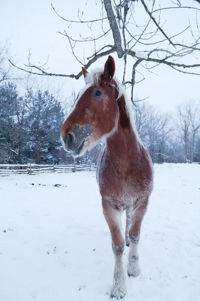 Horse Smile — Stock Photo, Image