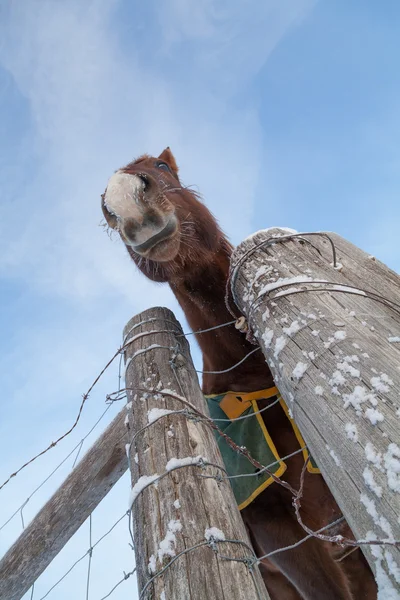 Wścibski konia — Zdjęcie stockowe