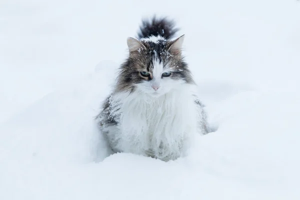 Gatto sulla neve — Foto Stock