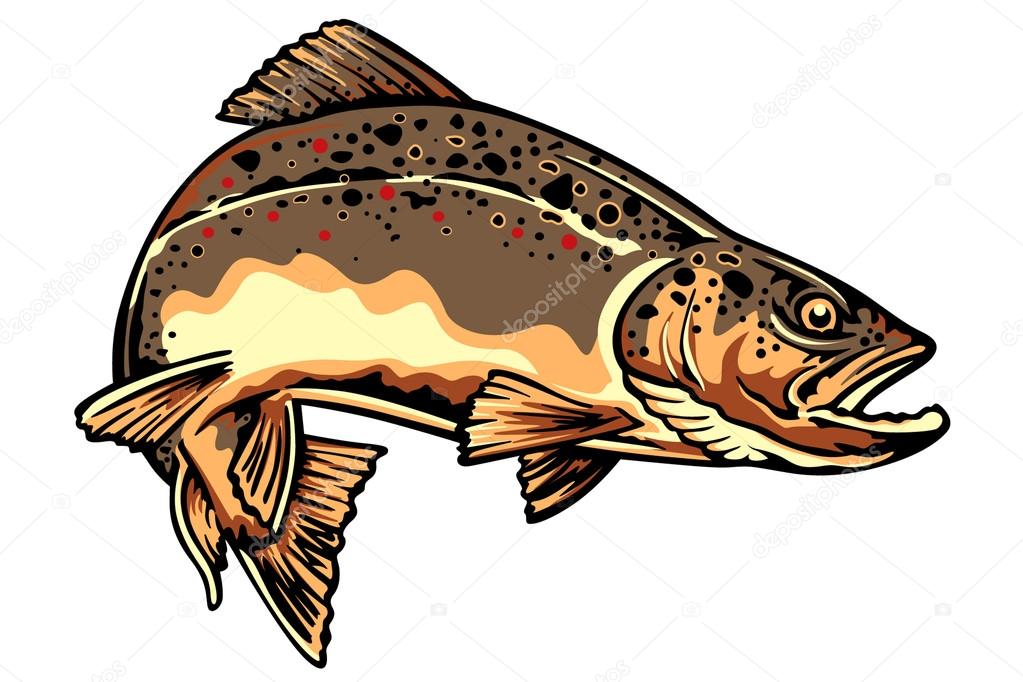 BROWN TROUT