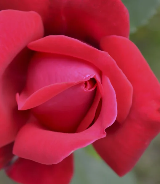 Rote Rose — Stockfoto