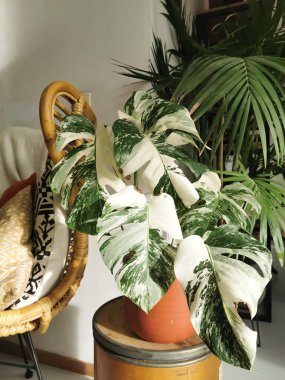 Monstera albo borsigiana ya da çeşitli canavar bitkileri. Şehir içi ormanlarda yüksek çeşitlilikte tam teşekküllü bitki. Pahalı ve nadir bulunan bir bitki..