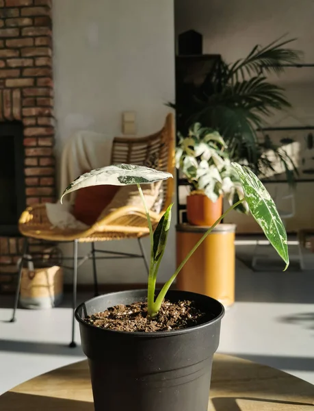 Variegated Alocasia Micholitziana Obecně Známá Jako Alocasia Frydek Slunném Obývacím — Stock fotografie