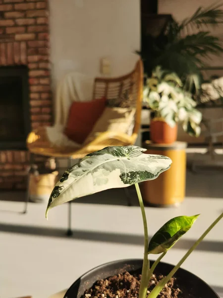 Gevarieerde Alocasia Micholitziana Beter Bekend Als Alocasia Frydek Een Zonnige — Stockfoto