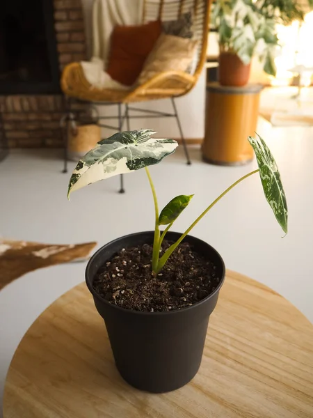 Variabilní Alocasia Micholitziana Obecně Známá Jako Alocasia Frydek Bohémském Průmyslovém — Stock fotografie