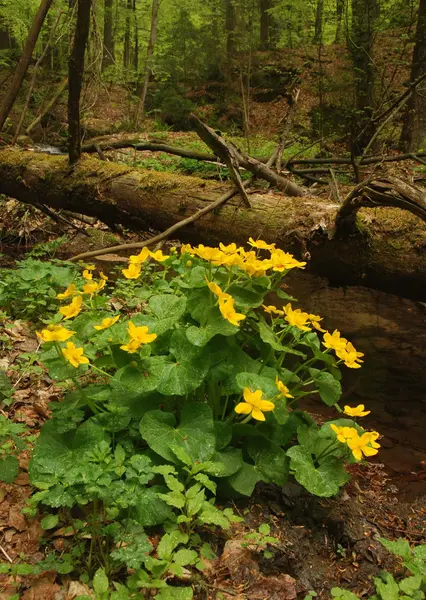 Primavera en el bosque primitivo — Foto de Stock