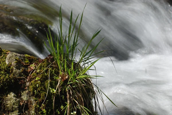 Manojo de hierba en el torrente — Foto de Stock