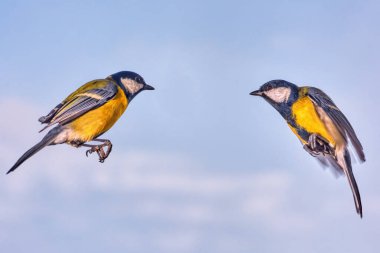 Fight of two little tits in flight close up.