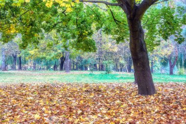 Sonbahar parkında yaprakları sararmış akçaağaç.