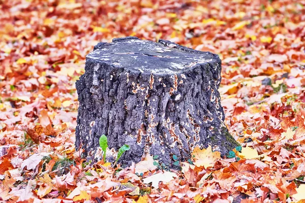 Vecchio Ceppo Mezzo Alle Foglie Cadute Nel Parco Autunnale — Foto Stock