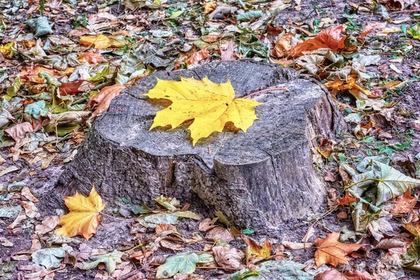 Daun Maple Kuning Pada Tunggul Tua Taman Menutup — Stok Foto