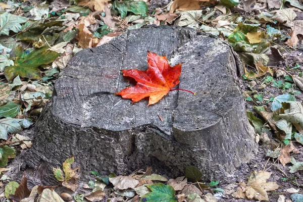 Red Maple Leaf Old Stump Park Close — Stock Photo, Image