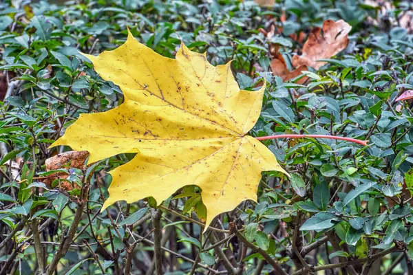 Foglia Acero Giallo Sui Cespugli Vicino — Foto Stock