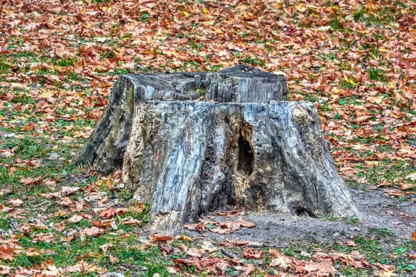 Vieille Souche Milieu Des Feuilles Tombées Dans Parc Automne — Photo