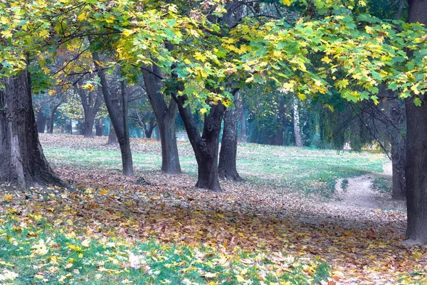 Jesienny Krajobraz Park Drzewami Żółtymi Liśćmi — Zdjęcie stockowe