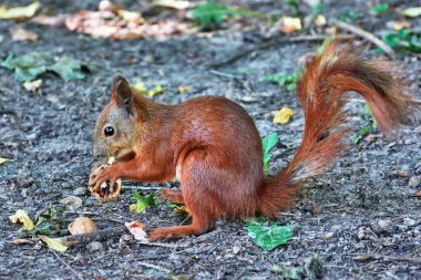 Parktaki sincap yakın plan ceviz yiyor..